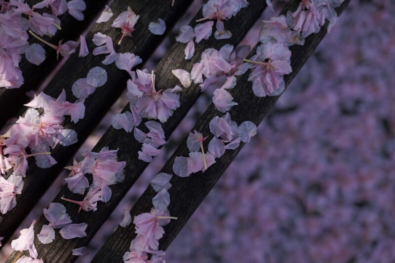 Close-up of a wooden bench covered with scattered pink cherry blossom petals. The petals are both on the bench slats and the ground below, creating a delicate and colorful scene.
