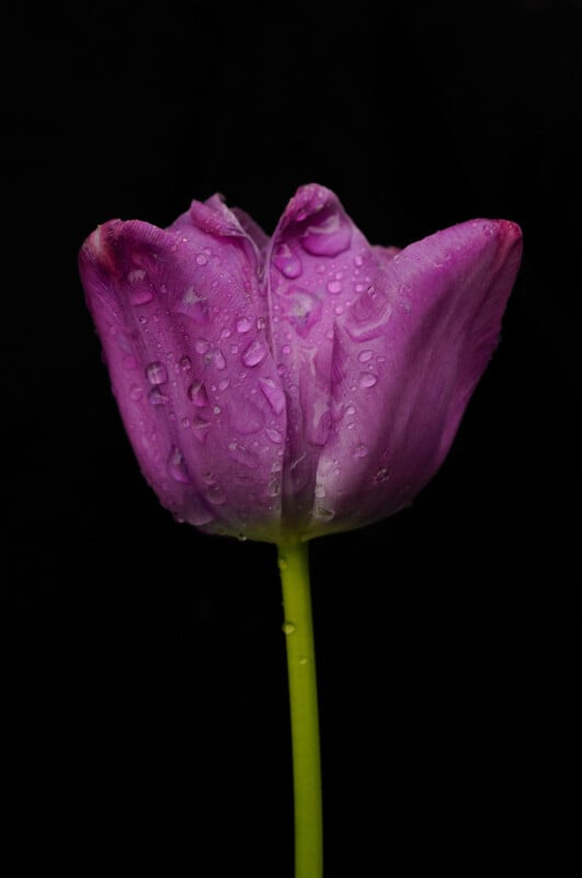 Close-up of a single purple tulip covered with water droplets, standing against a solid black background. The tulip's stem is green, and the petals showcase a range of purple hues, highlighting its texture and delicate details.