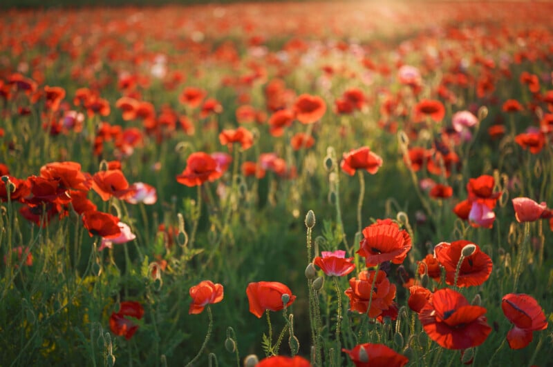 A vibrant field of red poppies bathed in warm sunlight stretches into the distance. The flowers, with their delicate petals and green stems, create a sea of red and green. The scene exudes a peaceful, summertime atmosphere.