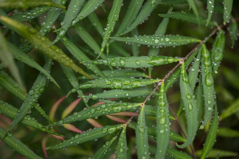 Close-up of green leaves covered in water droplets. The leaves have elongated shapes and appear fresh and vibrant, with the water droplets glistening, likely after recent rain or watering.