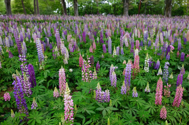 A vibrant field of lupine flowers in full bloom, showcasing a variety of colors including purple, pink, and white. The flowers stand tall above lush green foliage, with trees in the background, indicating a serene woodland area.