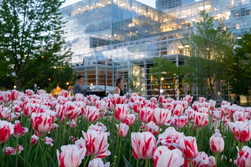 A field of white and pink tulips in full bloom is in the foreground, with a modern glass building illuminated in the evening light in the background. Behind the flowers, two people are seen walking and engaging in conversation. Trees with green foliage are visible.