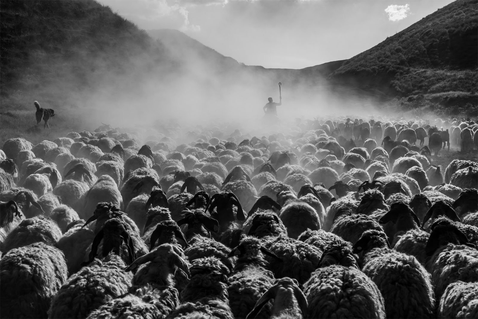 A black and white photo shows a large flock of sheep being herded through a dusty valley. A shepherd holding a staff is seen in the distance, with a dog nearby. The scene is enveloped in a haze from the stirred-up dust, and hills rise on either side.
