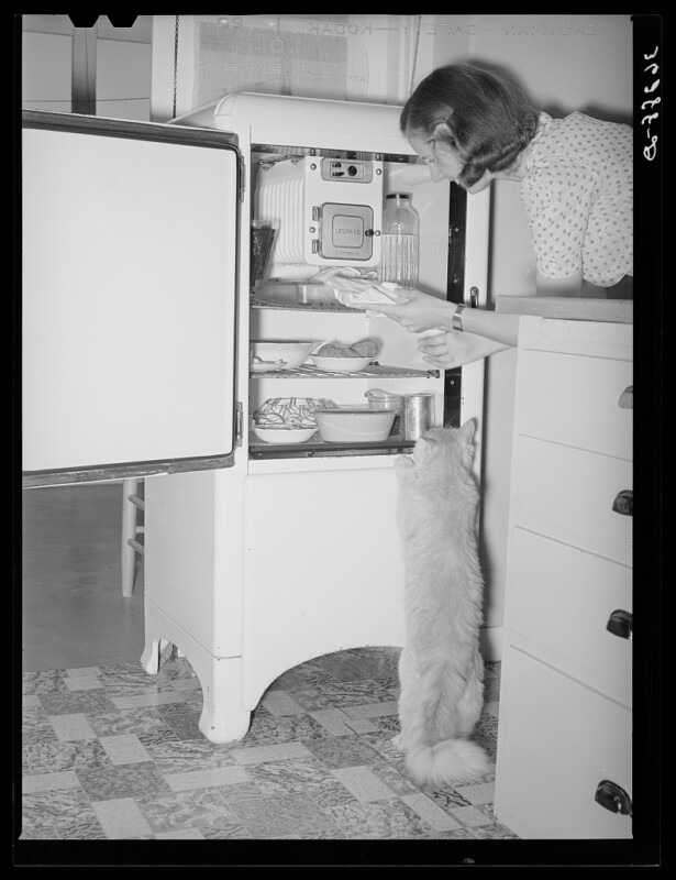 A woman in a polka dot blouse is putting food into the top shelf of an open refrigerator. A fluffy cat stands on its hind legs, reaching up and peering into the lower shelf of the refrigerator. The scene takes place in a kitchen with tiled flooring.