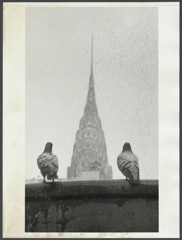 A black and white photograph of two pigeons perched on a ledge. In the background, the iconic Art Deco spire of the Chrysler Building in New York City is visible through a haze. The image captures a classic urban scene with the juxtaposition of birds and architecture.