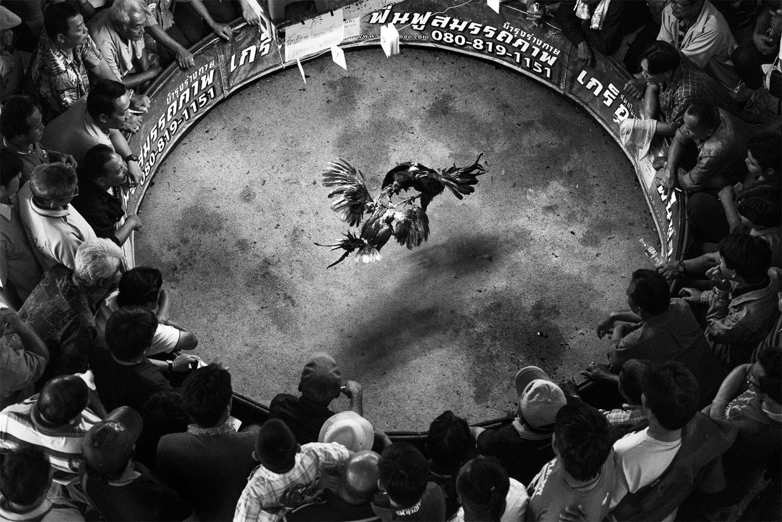 A black and white image of a cockfighting ring surrounded by a large crowd of spectators. Two roosters are engaged in a fight at the center of the ring, and dozens of people are intently watching the event from all sides. Signs in Thai script are visible at the top.