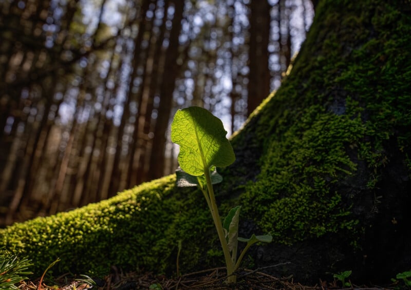 A young green leaf sprouts from the forest floor against the base of a mossy tree trunk. Sunlight filters through tall trees in the background, creating a serene woodland scene with shadows and natural textures.
