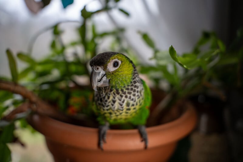 A parrot with green and yellow feathers and a distinctive patterned chest sits perched on the edge of a terracotta plant pot, with lush green foliage in the background, inside a brightly lit room.