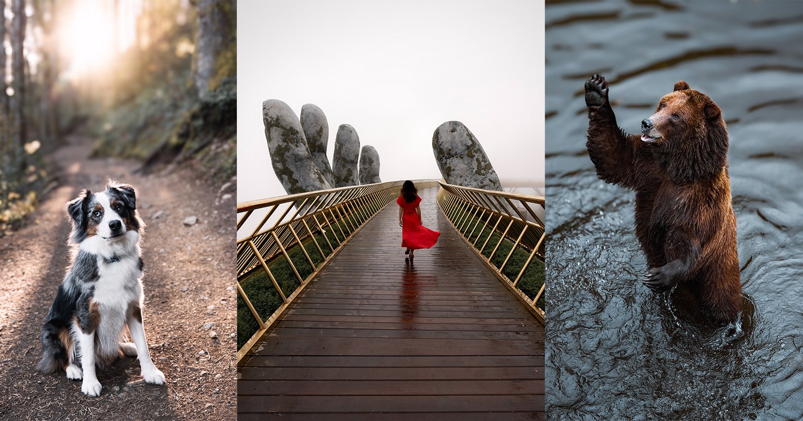 A collage of three images: a dog sitting on a forest trail, a person in a red coat walking on a bridge with large hand sculptures, and a bear standing in the water raising one of its paws.