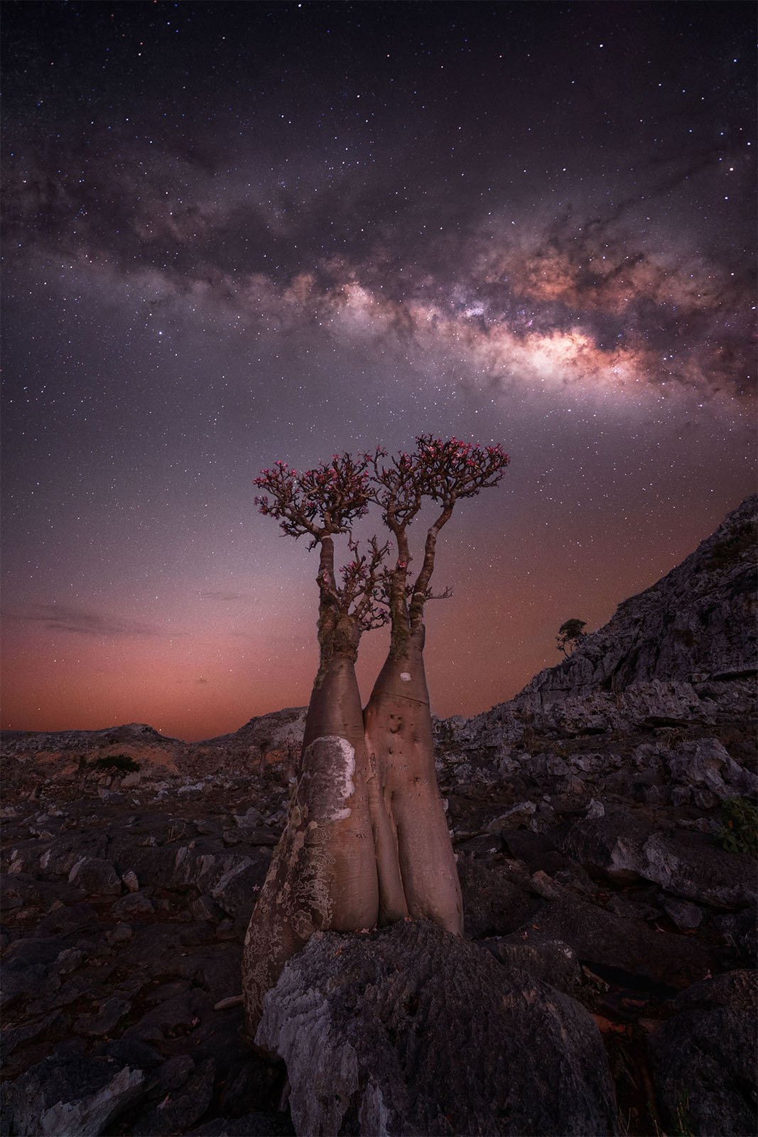 Two tall, bulbous-trunked trees with sparse foliage stand against a rugged, rocky landscape under a night sky filled with stars and a prominent Milky Way. The horizon glows with a soft, warm light, contrasting with the dark, star-studded sky above.