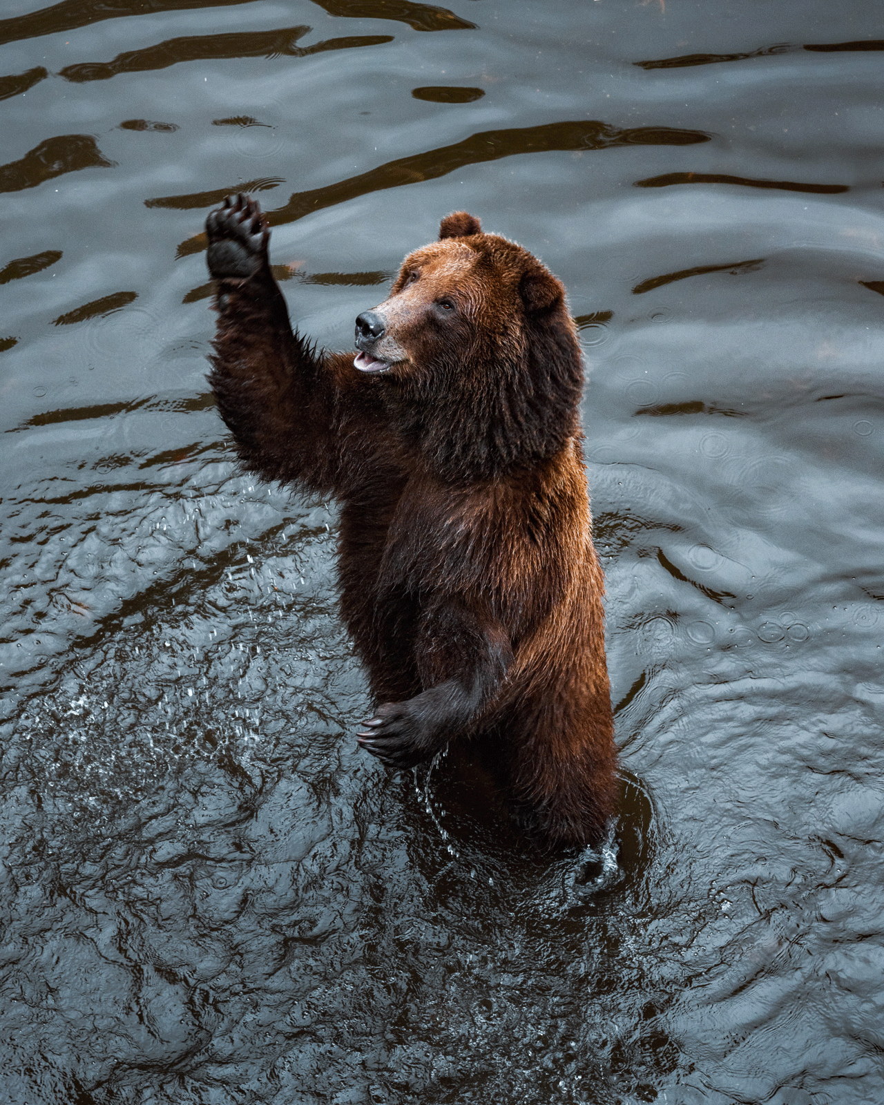 A brown bear stands upright in shallow water with its right front paw raised, as if waving. The bear's mouth is slightly open, and ripples surround it in the dark, reflective water.