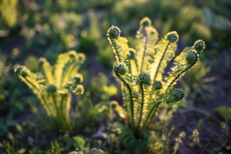 Close-up of several young fern fronds unfurling in the early morning light. The delicate green curls are highlighted by the sun, creating a vibrant and fresh scene in a natural setting with a blurred background of greenery.