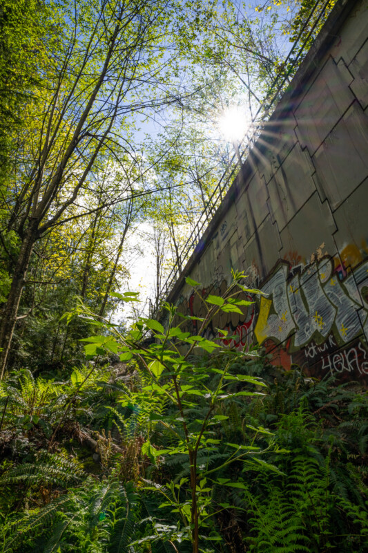 Sunlight filters through green leaves by an overgrown train car covered in graffiti, highlighting the lush ferns and foliage around the rusted, abandoned vehicle.