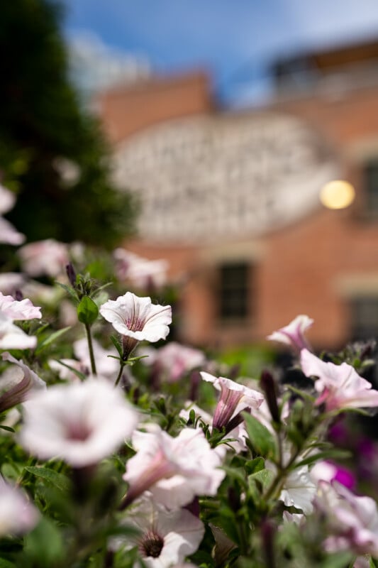 A close-up of a cluster of blooming petunias, featuring delicate white and pink flowers with green leaves. The background is blurred, showcasing a red brick building and a circular sign, emphasizing the beauty of the flowers in the foreground.