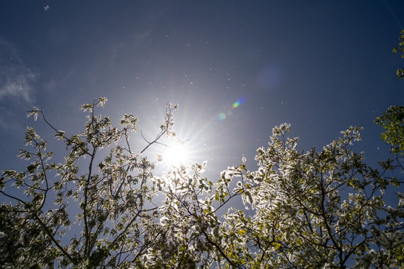 The image shows a bright sun in a clear blue sky, casting light over blossoming tree branches. The branches are filled with white flowers. Small particles or pollen can be seen floating in the air, illuminated by the sunlight.