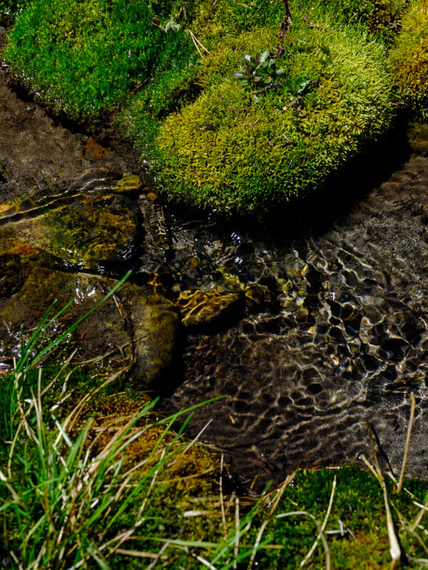 A vibrant close-up of a small, clear stream flowing over smooth rocks, surrounded by bright green moss and patches of grass. The sunlight creates shimmering patterns on the water.