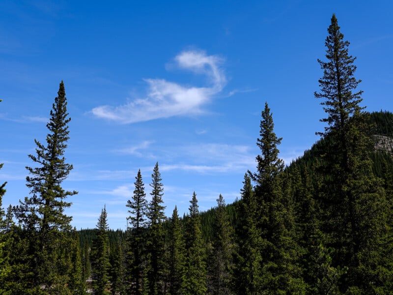 A vibrant natural landscape featuring tall evergreen trees under a clear blue sky with a few wispy clouds, set against a backdrop of gentle hills.