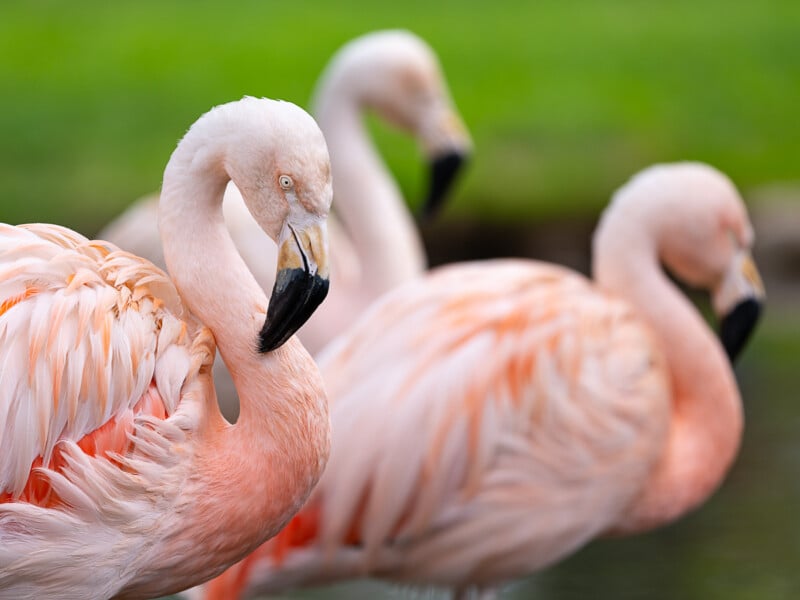 Three pink flamingos stand close together. The foreground flamingo is in sharp focus, showing detailed feathers and its signature curved neck, while the other two flamingos are blurry in the background. The background is a vibrant green, indicating a natural habitat.
