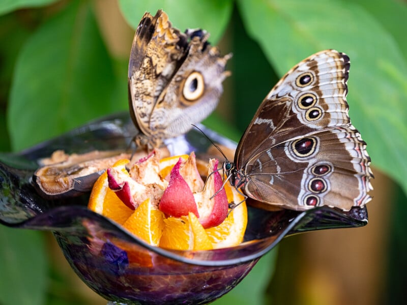 Two butterflies with eye-like patterns on their wings are feeding on sliced fruit in a purple dish. The butterflies have brown wings with intricate designs and eye spots. The background is blurred but includes green foliage.