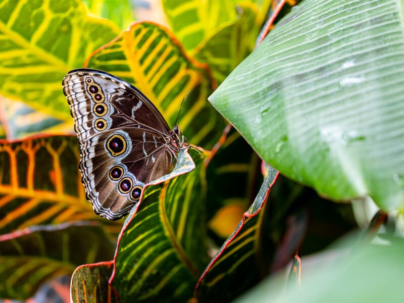 Close-up of a butterfly with brown wings adorned with eye-like patterns, perched on colorful green and yellow leaves. The background showcases vibrant, leafy foliage with distinct textures and hues.