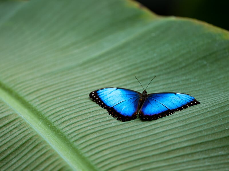 A vibrant blue butterfly with black-edged wings rests on a large green leaf, showing a striking contrast between the butterfly's vivid blue color and the leaf's soft green tones.
