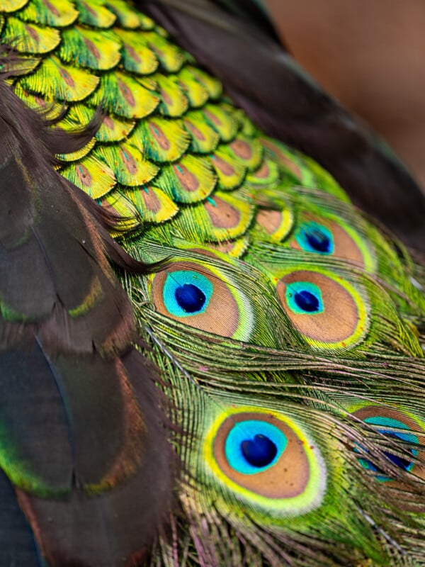 Close-up image of a peacock's tail feathers displaying vibrant, iridescent colors. The feathers are a blend of green and blue hues with distinctive eye-like patterns featuring bright blue centers, encircled by green and gold rings.