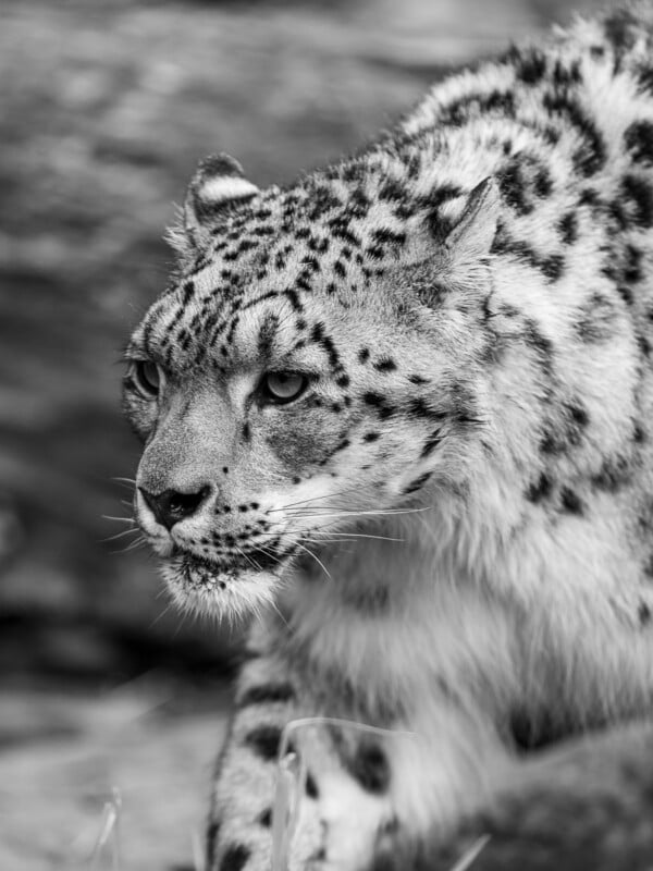 A close-up black and white photograph of a snow leopard walking towards the camera. The snow leopard's intense gaze and facial markings are clearly visible, with its powerful, muscular body indicating its strength and agility.