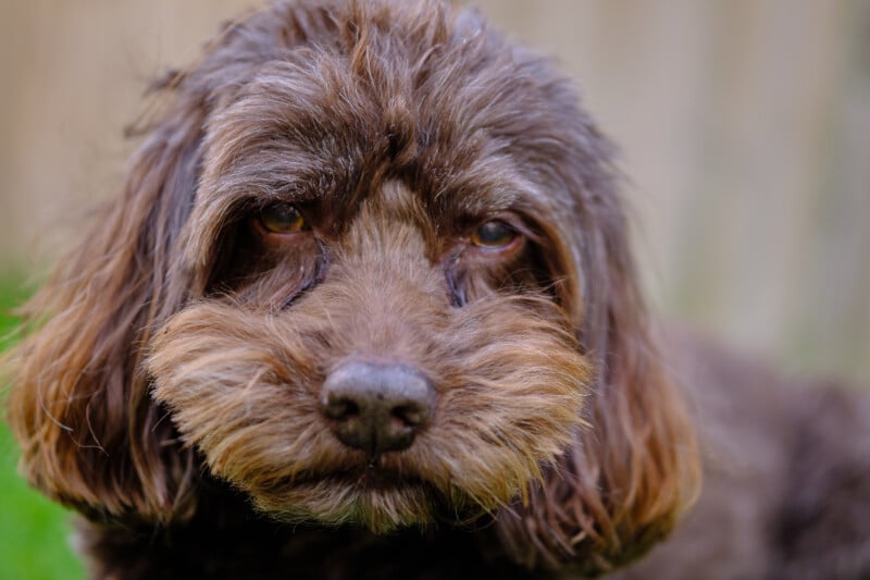 Close-up of a fluffy brown dog with expressive eyes. The dog has slightly curly fur around its face, floppy ears, and a gentle, almost wistful expression. The background is blurred, keeping the focus on the dog's face.