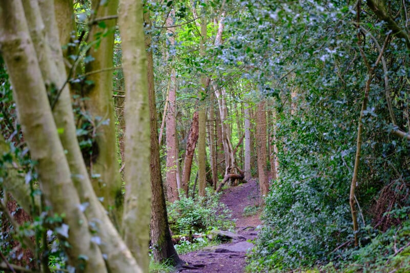 A narrow dirt path winds through a lush, green forest with tall trees and dense vegetation on either side. Dappled sunlight filters through the canopy, creating a serene and inviting atmosphere.