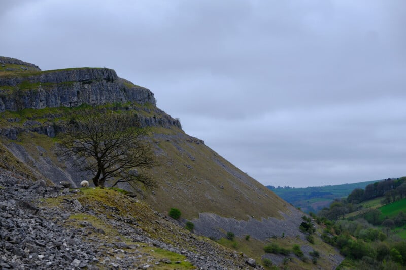 A lone sheep stands under a barren tree on a rocky slope at the base of a steep hill, with a green valley stretching into the distance under a cloudy sky. The landscape features various shades of green, grey, and brown, highlighting the rugged terrain.