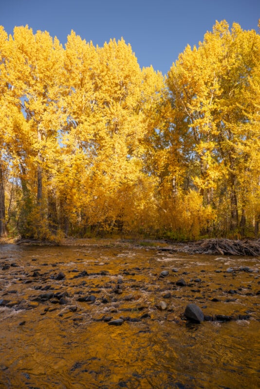 Vibrant autumn scene with tall golden yellow trees lining a calm river reflecting sunlight, with stones visible in the shallow water. clear blue sky peeks through the foliage.