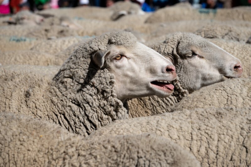 Close-up of a flock of sheep with one sheep looking directly at the camera, its mouth open as if bleating, surrounded by other sheep in soft focus.