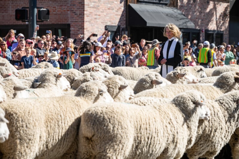 A woman in a black and white striped jacket stands amidst a large flock of sheep, commanding attention as a crowd of onlookers watch from behind.