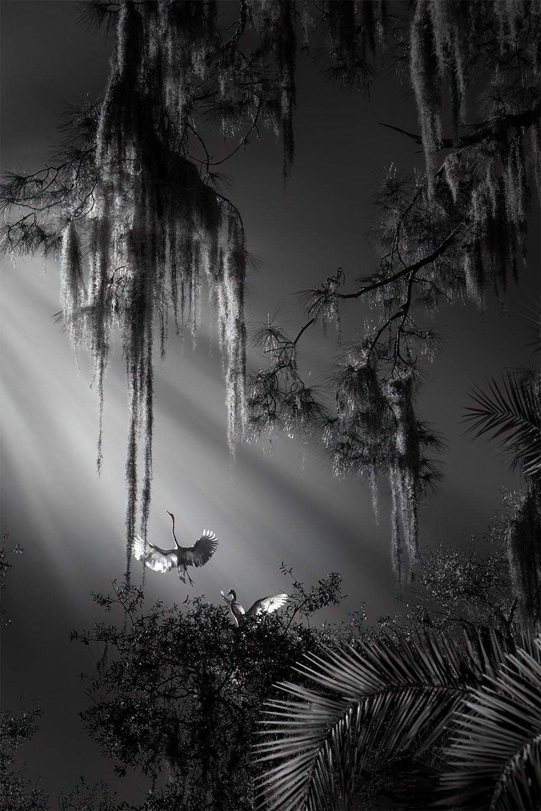 A black-and-white photograph showing two egrets perched on tree branches illuminated by sunlight filtering through hanging moss and dense tree foliage against a dark sky. Sunbeams create dramatic lighting amid the textured canopy and birds.