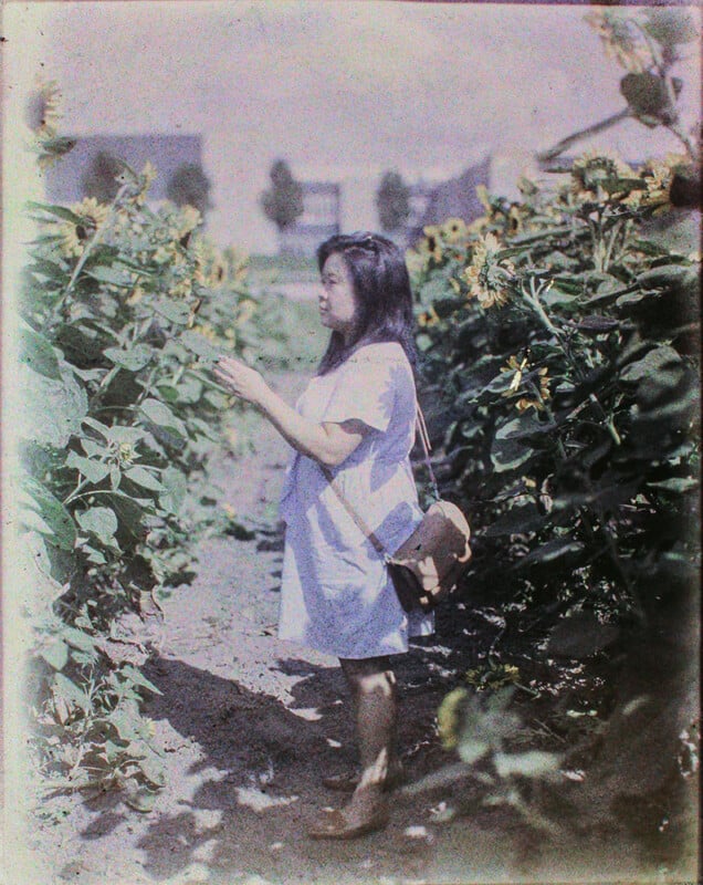 A woman in a white dress stands among tall sunflowers on a sunny day, touching a flower while gazing to her left, with houses in the background. the image has a vintage, grainy texture.