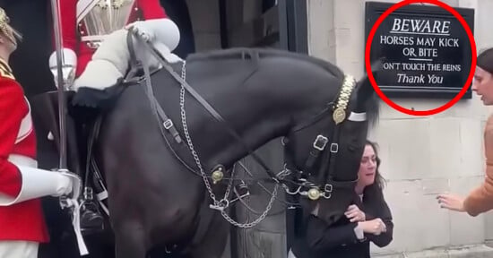 A black horse ridden by a uniformed guard leans down as a woman crouches near its head. A sign on the wall reads, "BEWARE HORSES MAY KICK OR BITE. DON'T TOUCH THE REINS. Thank you." The scene appears to be near a ceremonial guard post.