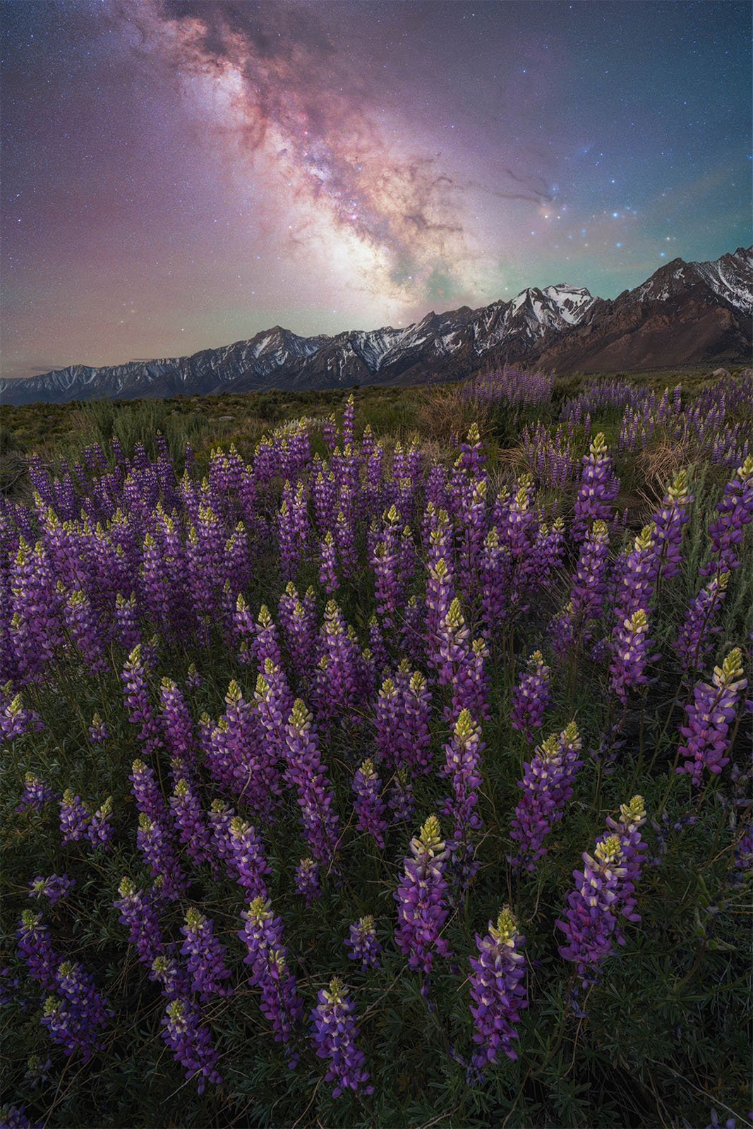  A field of vibrant purple lupine flowers stretches toward a majestic mountain range under a star-filled night sky. The Milky Way galaxy is prominently visible, arching above the rugged snow-capped peaks in the background.