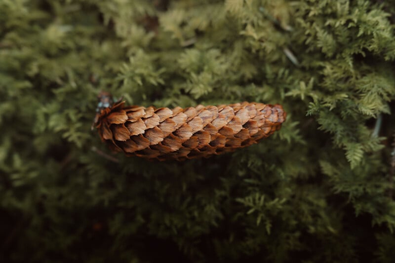A close-up photograph shows a brown pine cone resting on green, fluffy moss. The pine cone's scales are clearly visible, contrasting with the soft texture of the moss in the background. The overall tone of the image is earthy and natural.