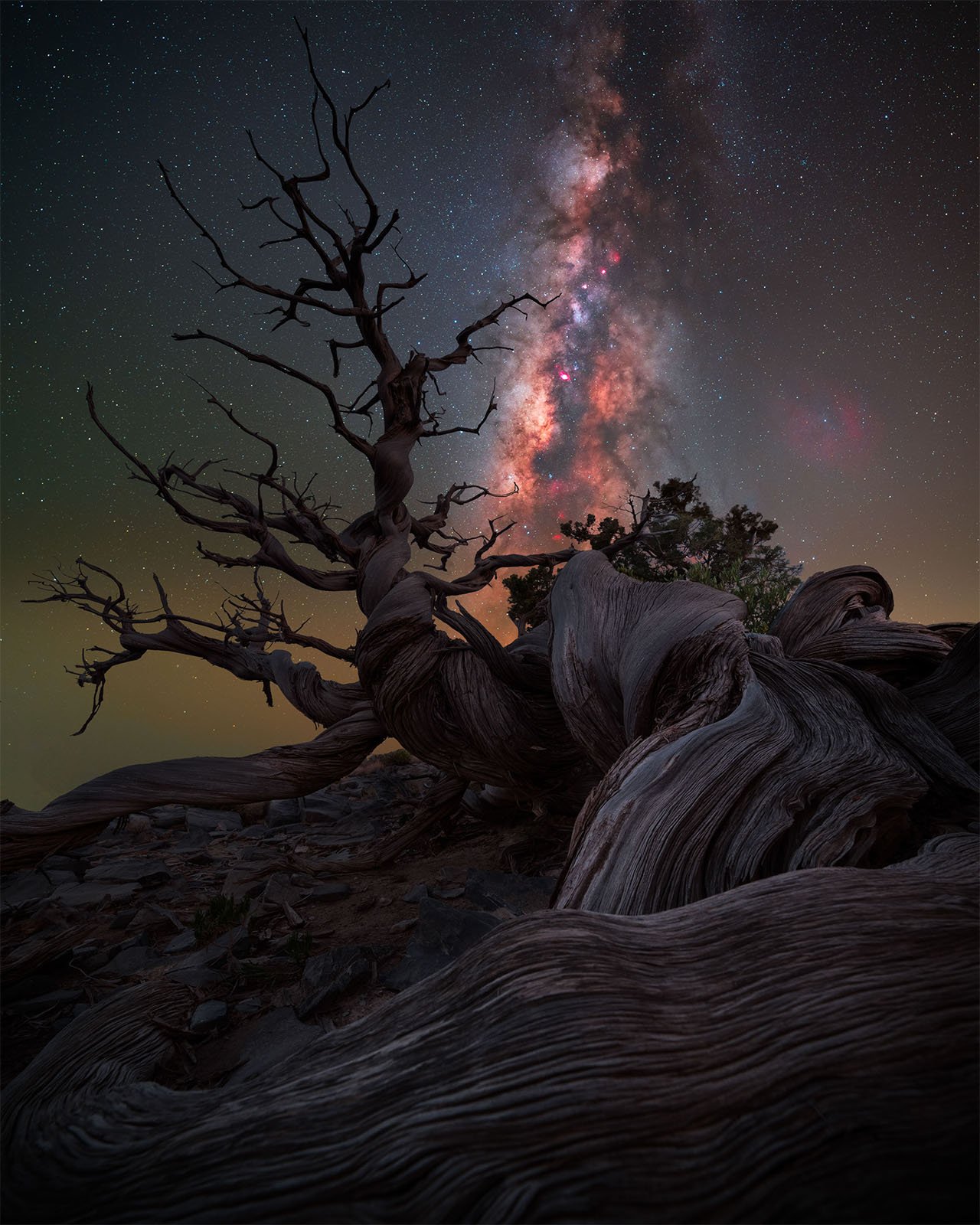  A gnarled, twisted tree stands against a backdrop of the starry night sky, with the Milky Way vividly displayed above. The tree's intricate, weathered branches create a dramatic foreground, emphasizing the vastness and beauty of the cosmos.