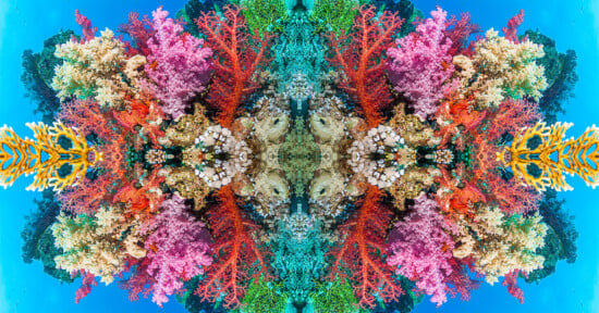 Vibrant coral reef scene with a symmetrical arrangement featuring various types and colors of coral, including pink, red, green, and yellow, surrounded by clear blue water. The mirrored effect creates a visually stunning, kaleidoscopic underwater landscape.