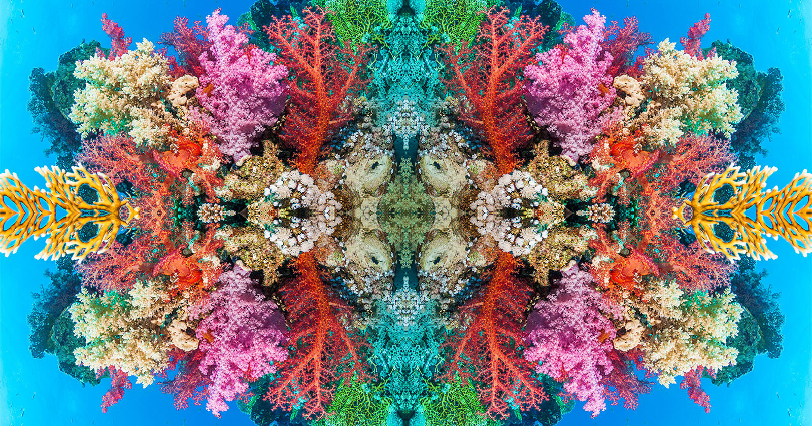 Vibrant coral reef scene with a symmetrical arrangement featuring various types and colors of coral, including pink, red, green, and yellow, surrounded by clear blue water. The mirrored effect creates a visually stunning, kaleidoscopic underwater landscape.