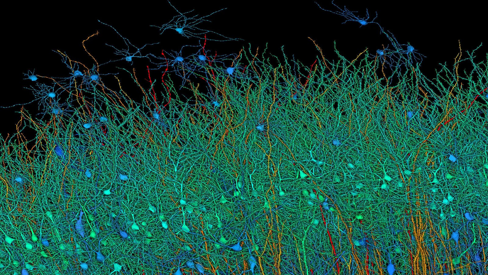 3D visualization of neural networks showing interconnected neurons with dendrites in various colors like teal, blue, and orange against a dark background.