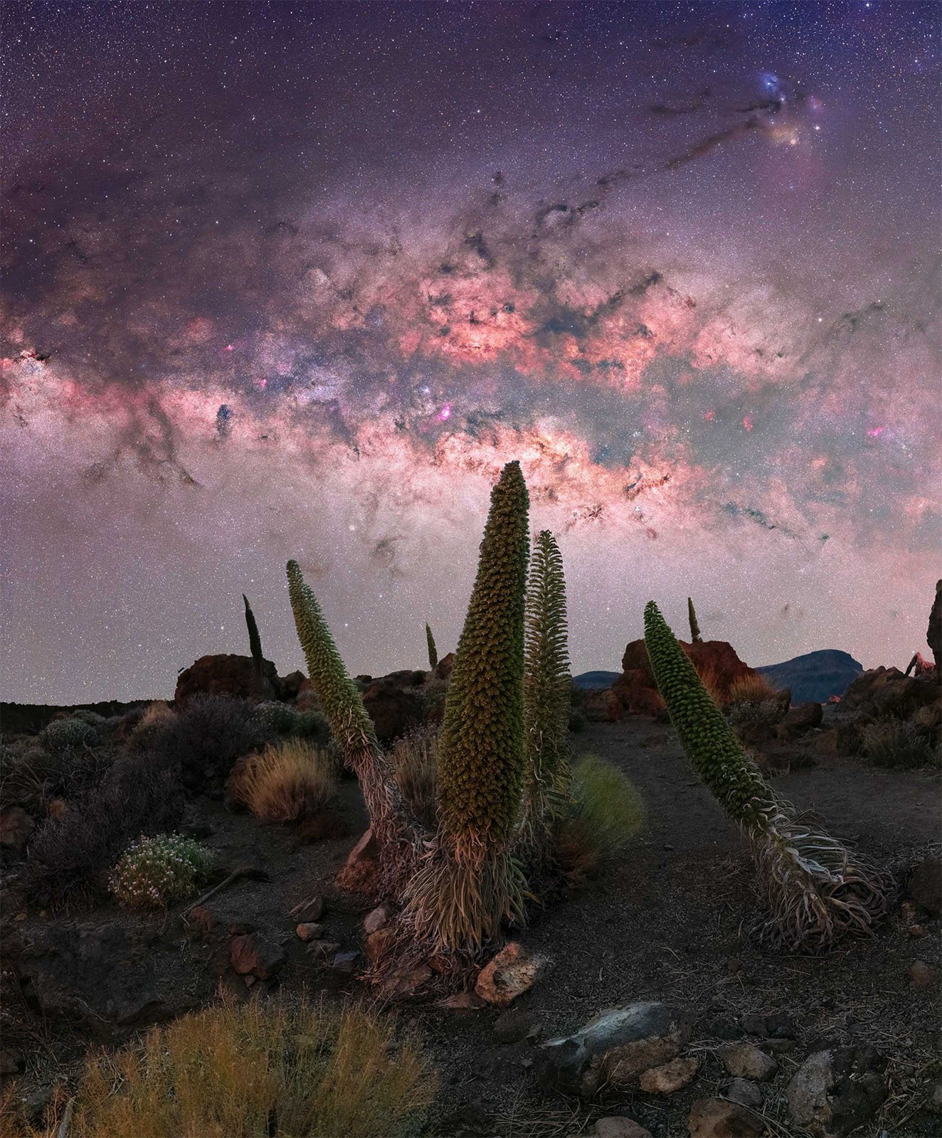  Panoramic view of a vibrant, star-filled night sky with the Milky Way galaxy prominently visible. The foreground features rugged terrain with tall, spiky plants and scattered rocks, creating a contrast between the earth and the expansive cosmos above.