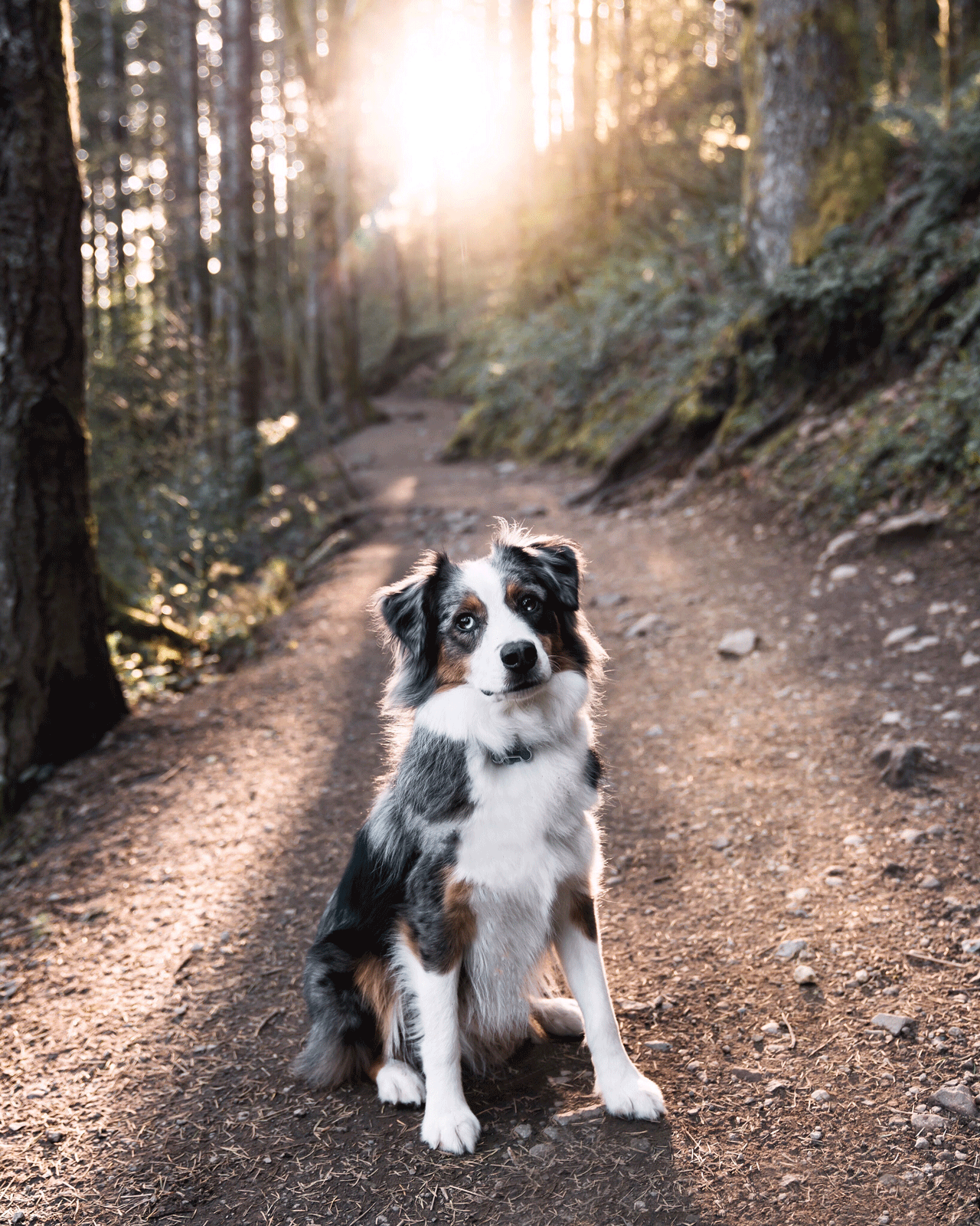 A dog with a tricolor coat sits obediently on a forest path. The path is surrounded by tall trees, and sunlight filters through the dense foliage, creating a serene, sunlit atmosphere. The dog looks attentive and calm.