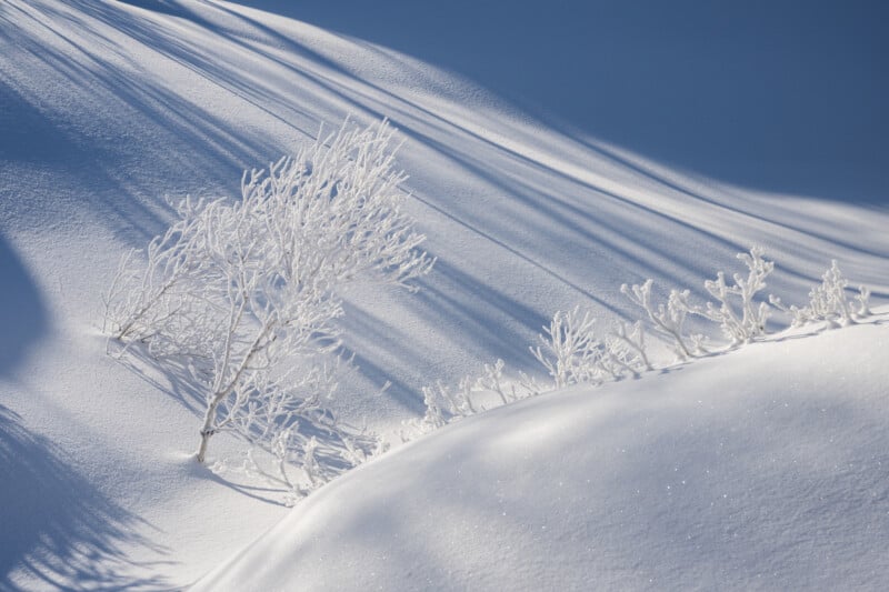 A serene snowy landscape with delicate frost-covered trees and pronounced shadows stretching across smooth, undulating drifts of pristine white snow.