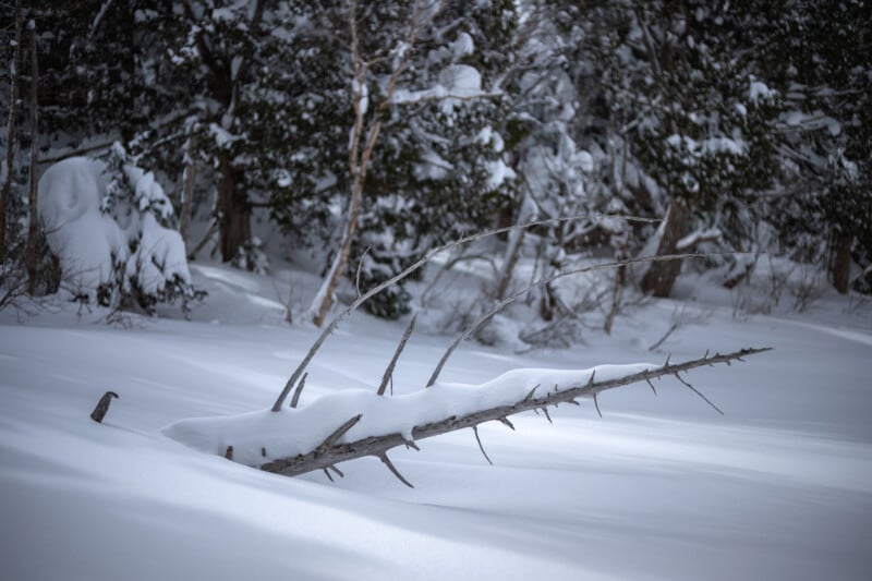 A fallen tree branch covered with a thick layer of snow rests on an undisturbed snowy ground in a tranquil forest setting with trees partially hidden by the snowfall.