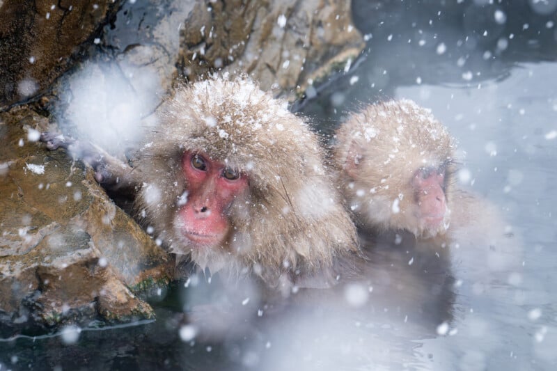 Two japanese macaques, also known as snow monkeys, partially submerged in a hot spring, with snow falling around them. one monkey gazes directly at the camera while both display thick, frosty fur.