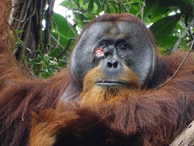 An orangutan with a wounded eye rests among tree branches, surrounded by lush green foliage. Its thick, reddish-brown fur covers much of its body and the facial expression appears solemn. The injury to its eye is visibly raw and stark against its face.