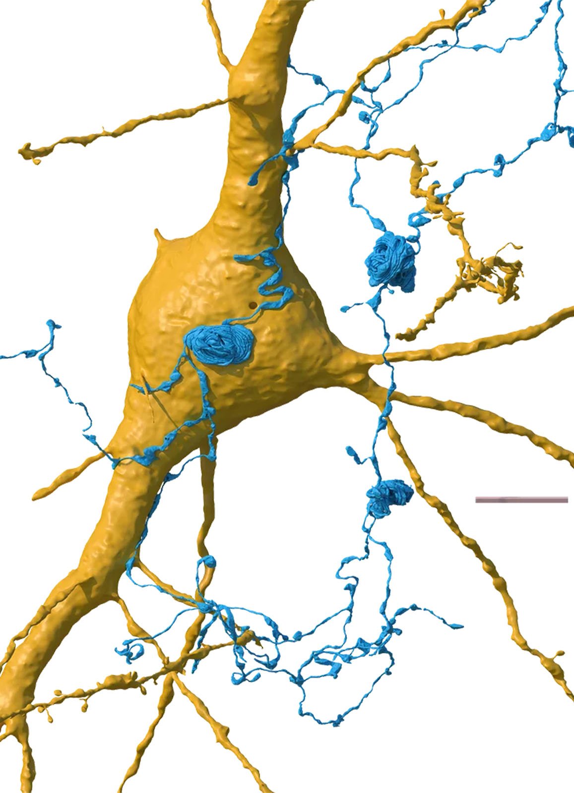 3D rendered image of a neuron with detailed dendrites colored in yellow and blue synapses, showcasing the intricate network of neural connections. Scale bar at the bottom right indicates size.