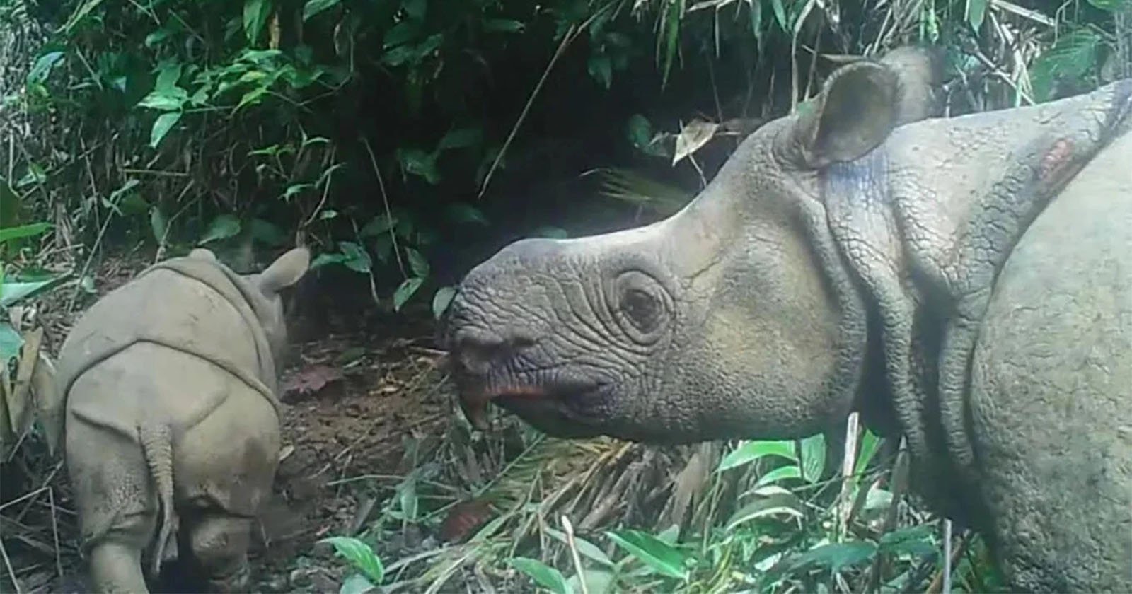 An adult sumatran rhinoceros and a calf are captured close-up by a camera trap in a dense jungle, highlighting the rich biodiversity and the need for conservation.